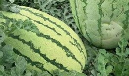 第一次吃瓜是什么样子的,味蕾的奇妙之旅