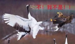 吃瓜的仙鹤,揭秘神秘仙界的悠闲生活