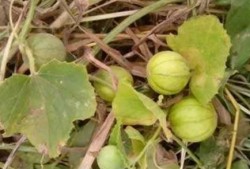 孕妇梦到吃野瓜,孕妇梦到吃野瓜的寓意与启示