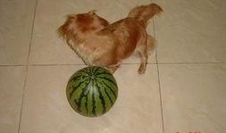 小狗吃贝贝瓜行吗,一场意外的美食冒险