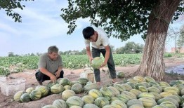 大漠瓜客吃瓜内容,瓜田里的美食探险记