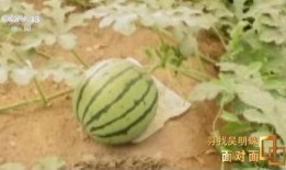 中国吃瓜新闻,揭秘中国吃瓜新闻背后的热点与真相