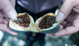 校园墙吃瓜炸裂,揭秘校园热点事件背后的真相