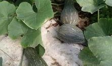 肇庆的吃瓜,探寻当地特色美食之旅