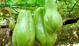 买佛手瓜吃,探索健康美味的绿色佳肴