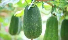 吃鸟瓜,吃鸟瓜的传奇与奥秘