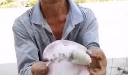 请叫我大叔吃瓜,揭秘娱乐圈的瓜田秘闻