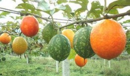 吊瓜胡芦花怎么吃