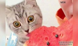 全网吃瓜的猫咪,揭秘网络红星的萌态瞬间