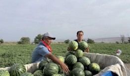 东平吃瓜的地方,探寻瓜果飘香的地方