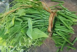 佛手瓜种苗吃用,食药两用，养生佳品