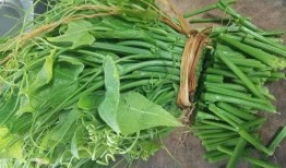 佛手瓜种苗吃用,食药两用，养生佳品