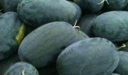 吃瓜区域,探寻美食与文化的交汇之地