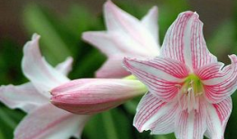 朱顶红吃瓜,揭秘植物界的“美食家”